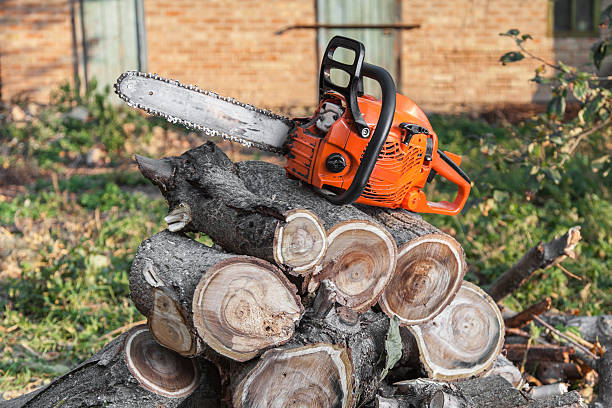 Best Arborist Services Near Me  in USA